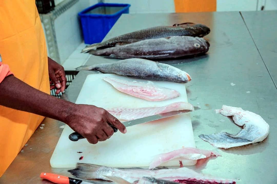 Como Garantimos a Qualidade dos Nossos Produtos na VAFISH