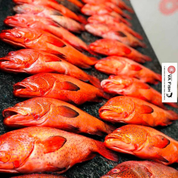 Garopinha vermelha 8000