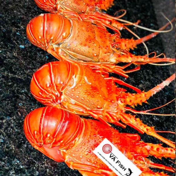 Lagosta antena 18000