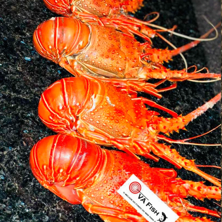 Lagosta antena 18000